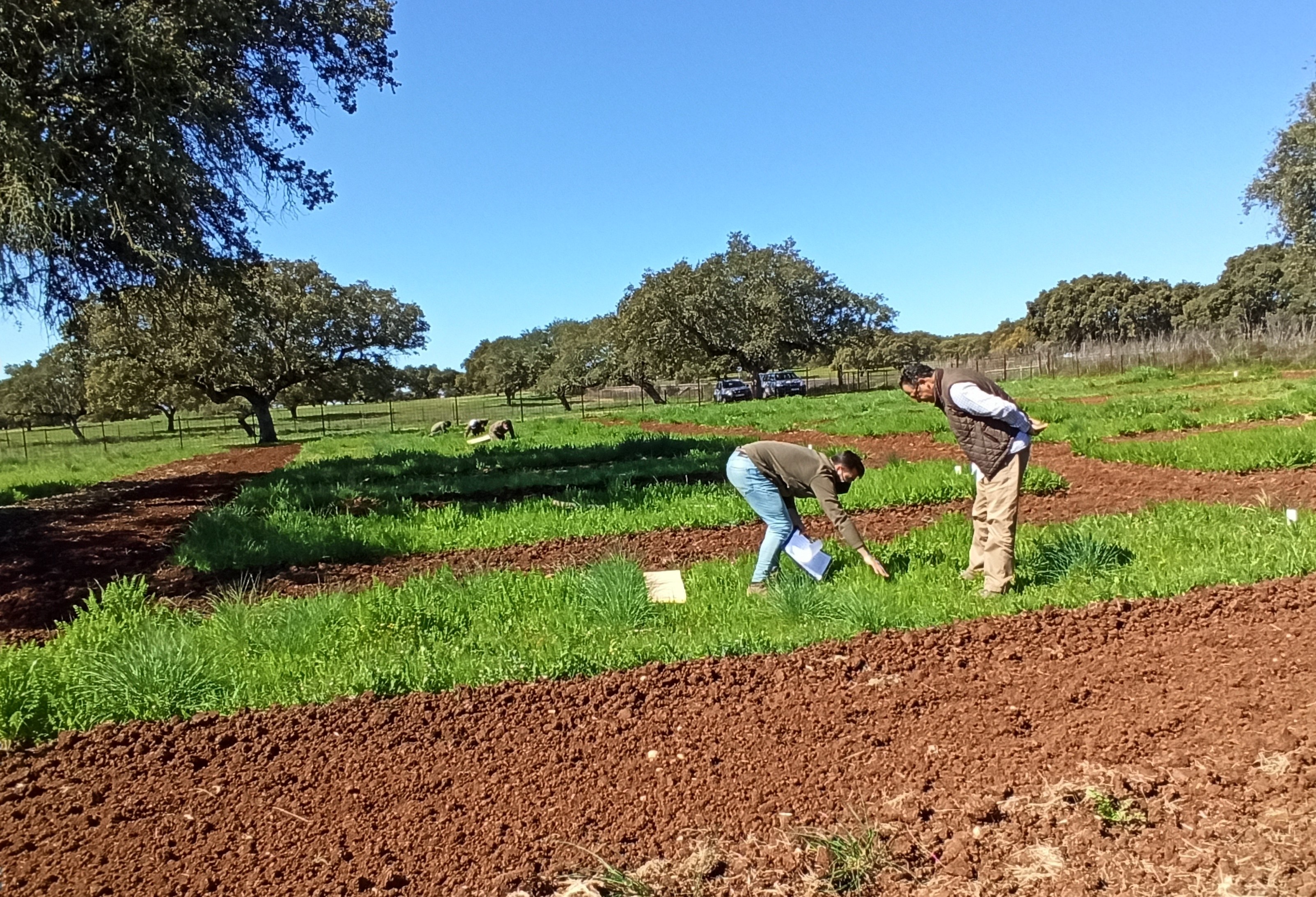 Obtaining the botanical composition in grasses