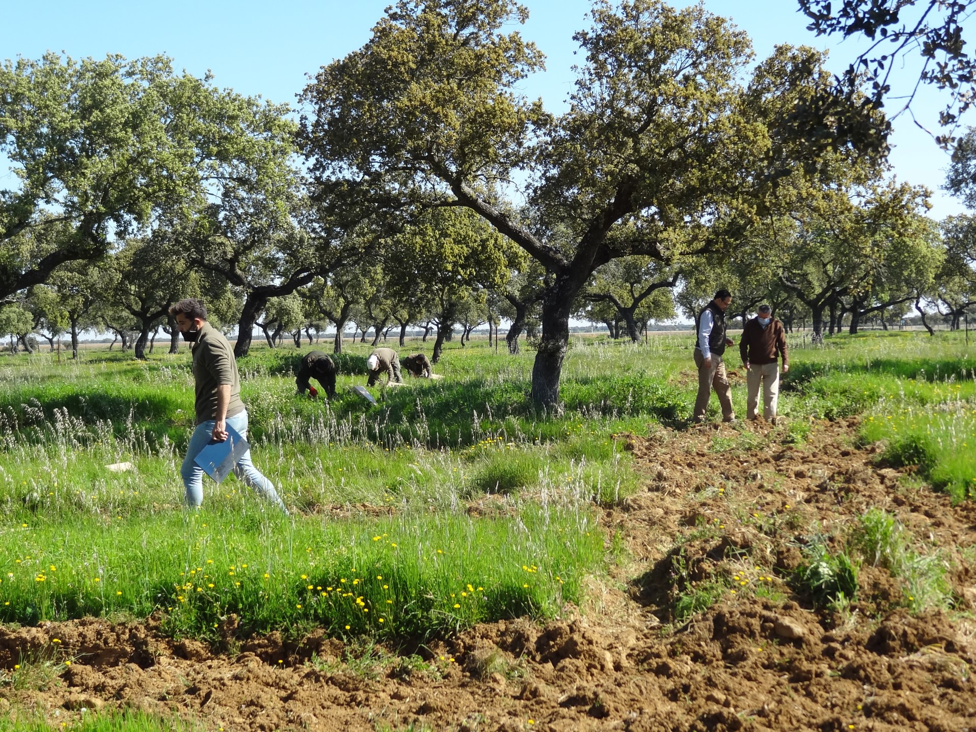 Pasture sampling