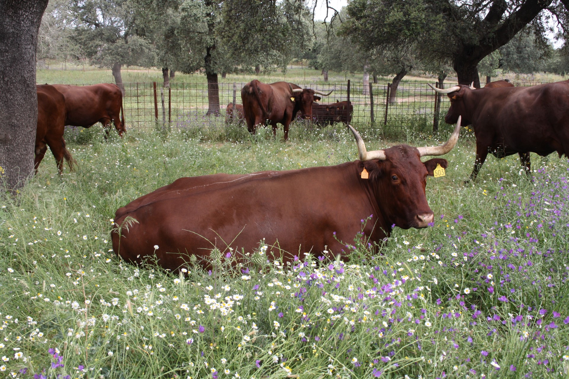 Retinto beef supplemented with by-products from the tomato industry