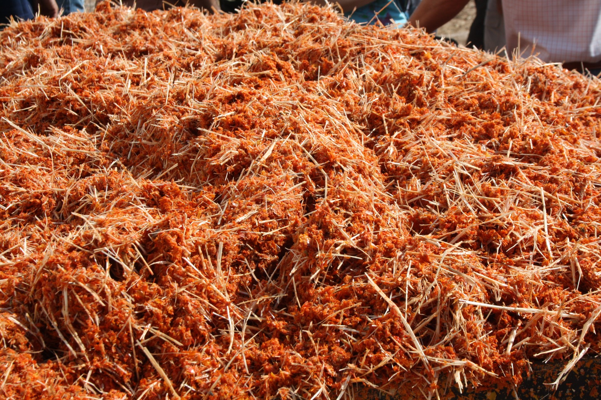 Use of the by-products of the agri-food industry in animal feed (tomato pulp mixed with straw)