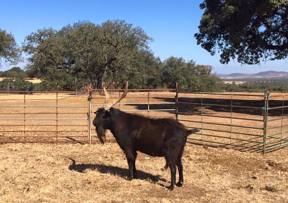 Male goat stallion of Verata breed awarded in a morphological contest held in Trujillo