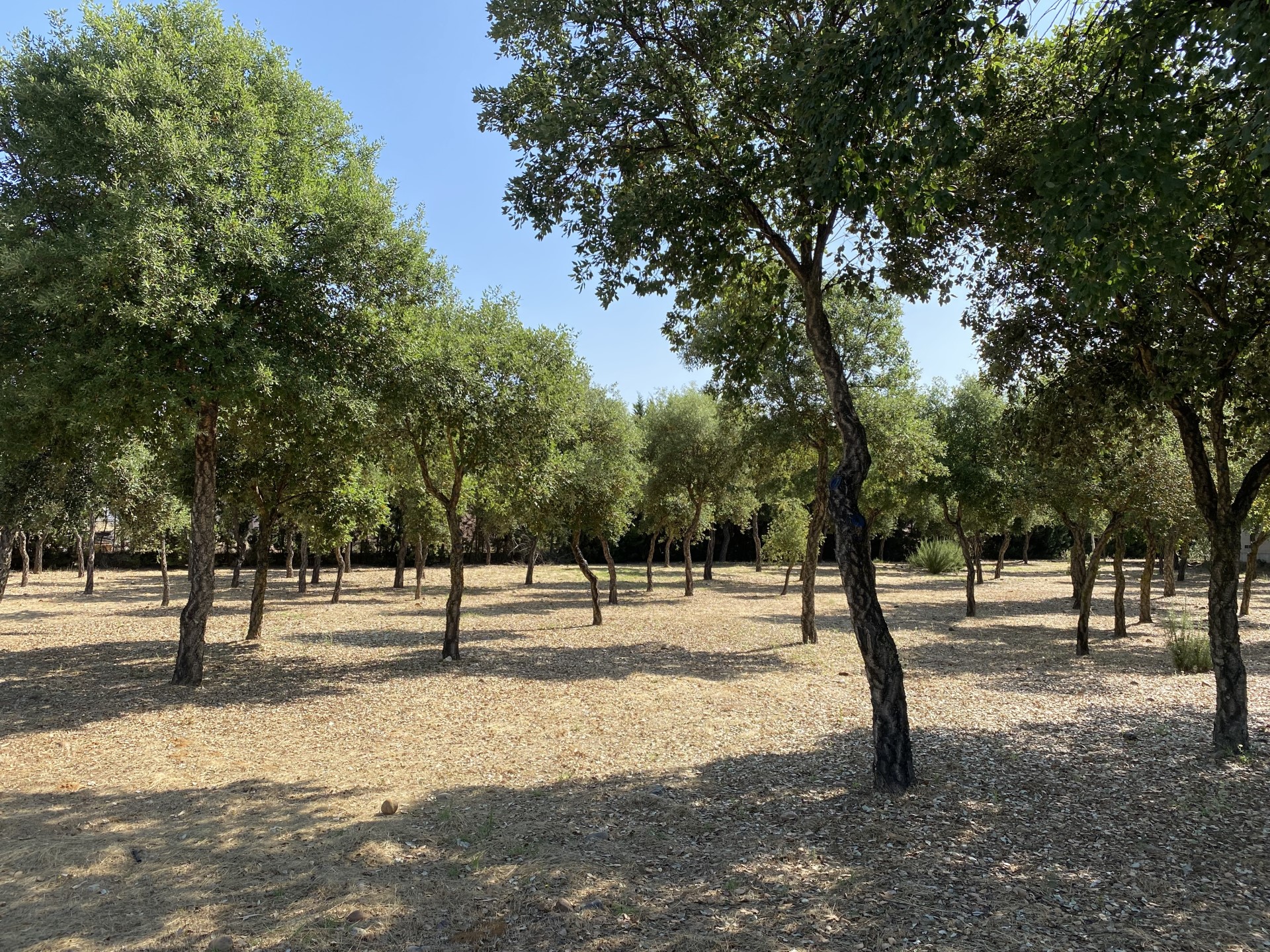 Cork oak germplasm bank. Cork, Wood and Charcoal Institute. Mérida