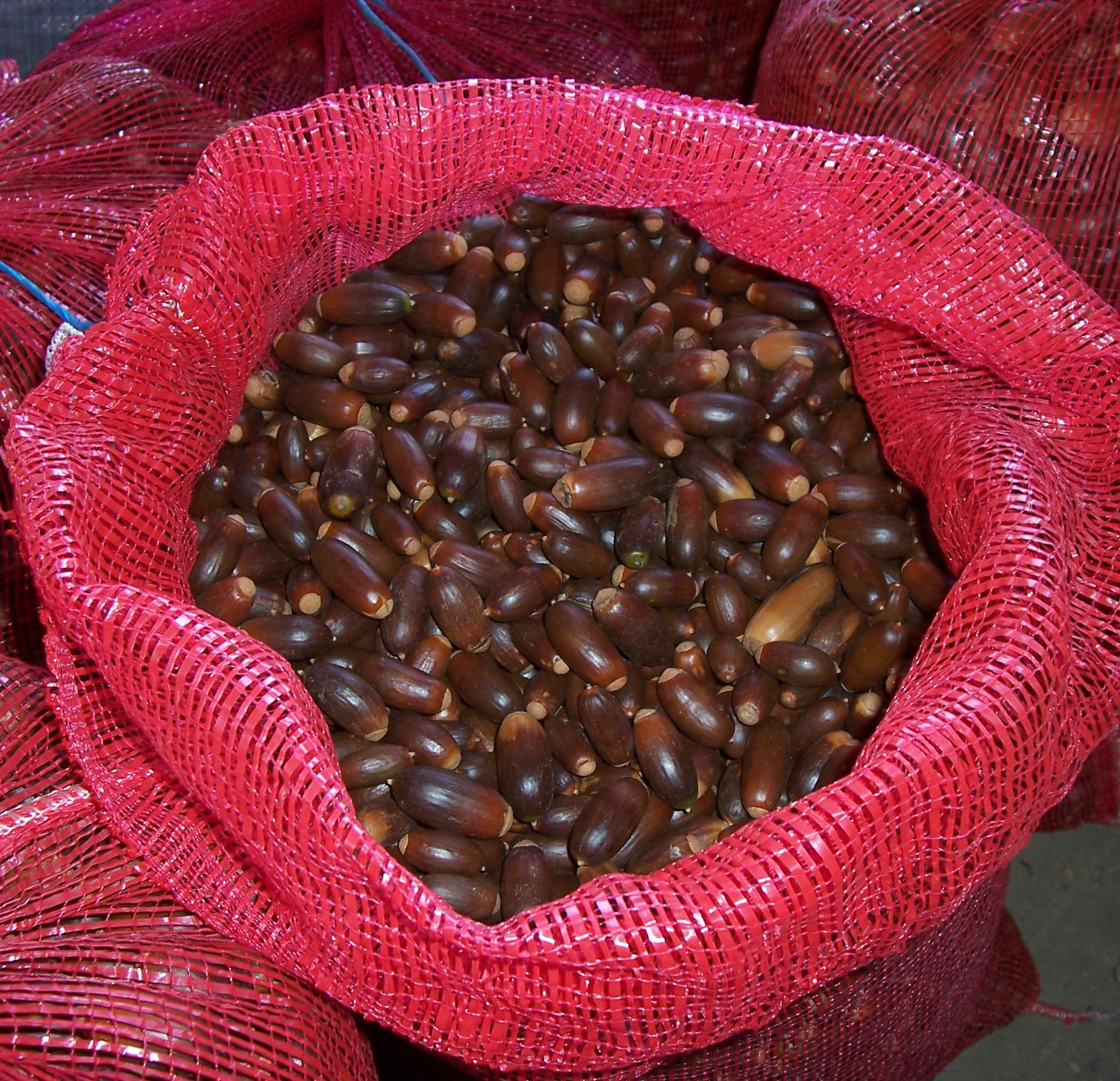 Bolota colhida em estande selecionado de sobreiros