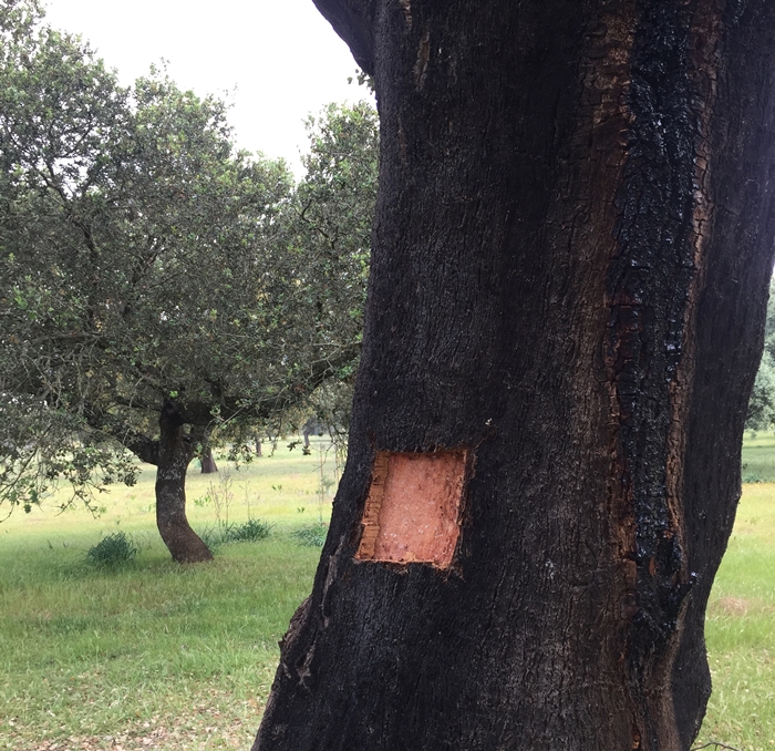 Cove in cork oak