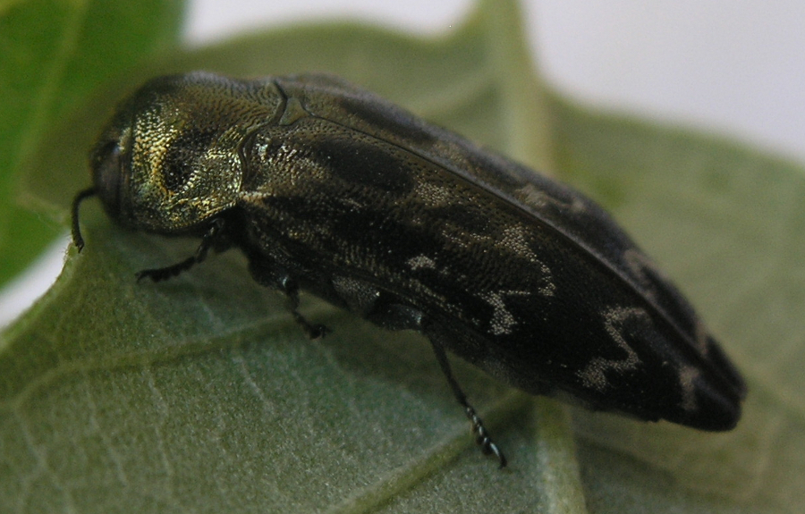 Cobrilha da cortiça (Coroebus undatus). Adulto