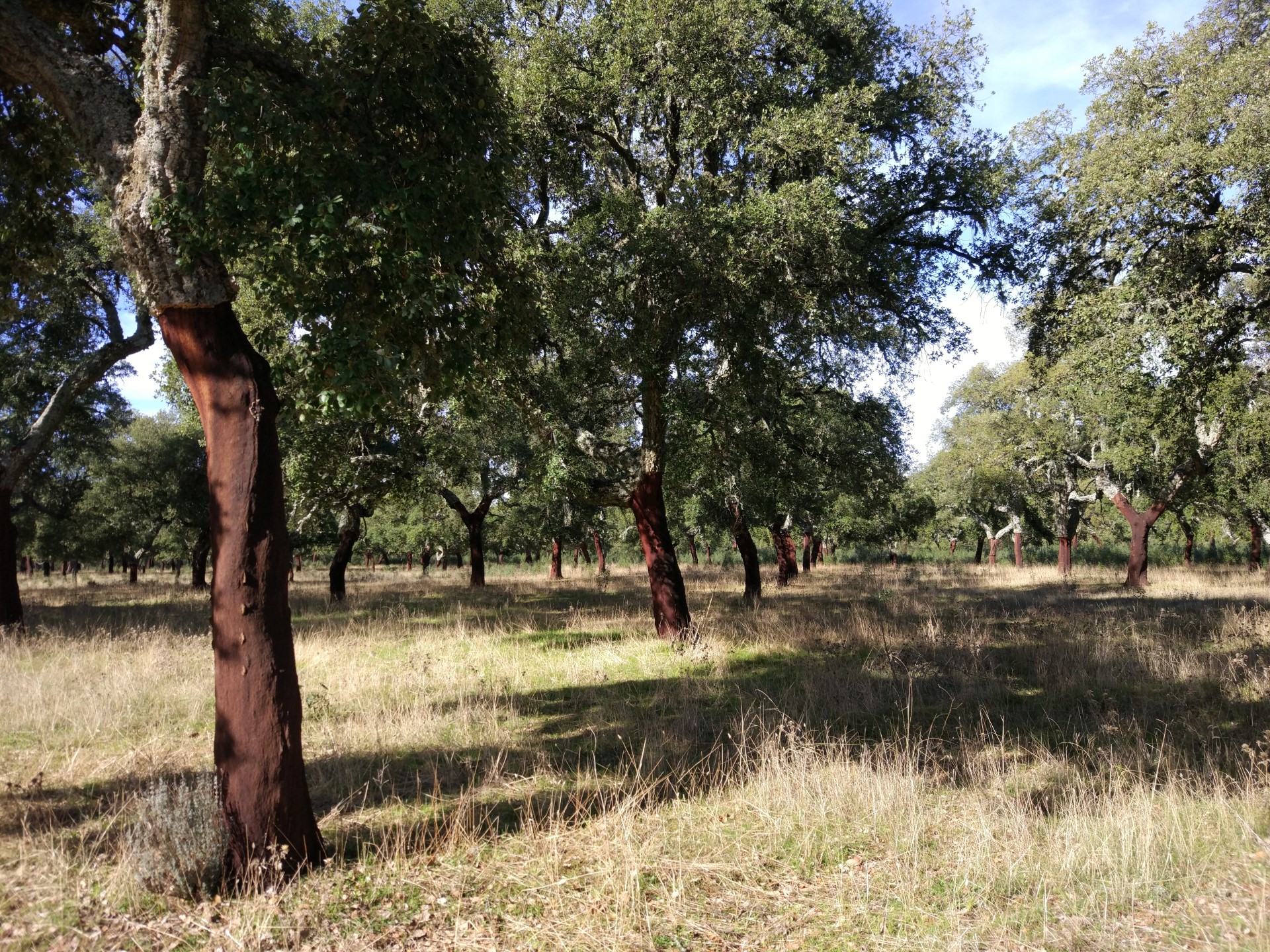 Reflorestação de sobreiro com 97 anos. Trabalho de campo do Projeto NEOSUBER