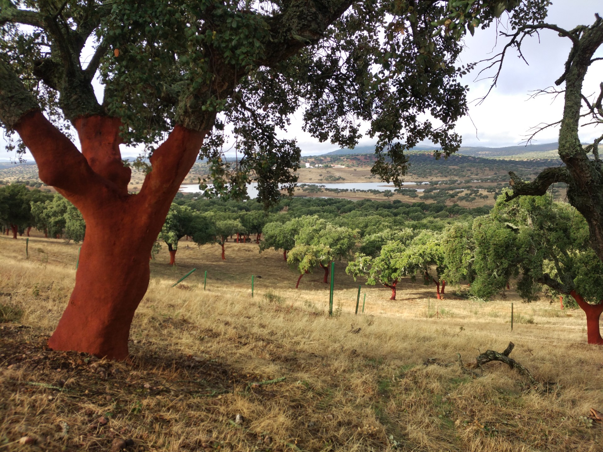 Selecione um estande de sobreiro da Extremadura