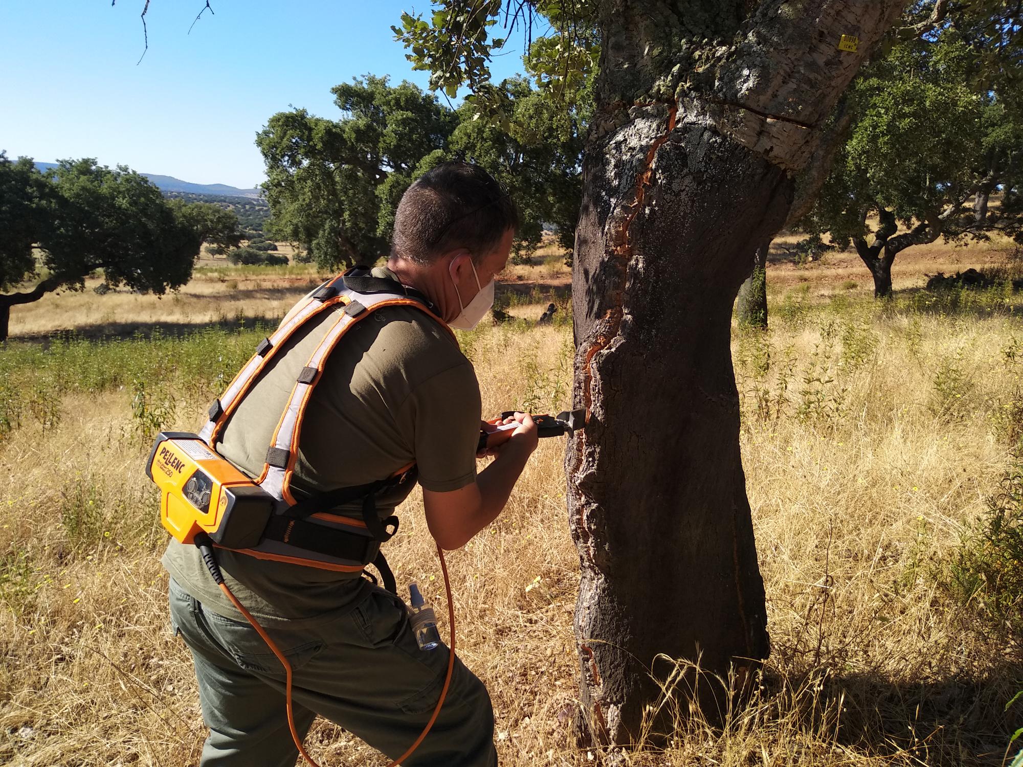 Electrical pincer by ICMC used to detach the bark from the cork tree