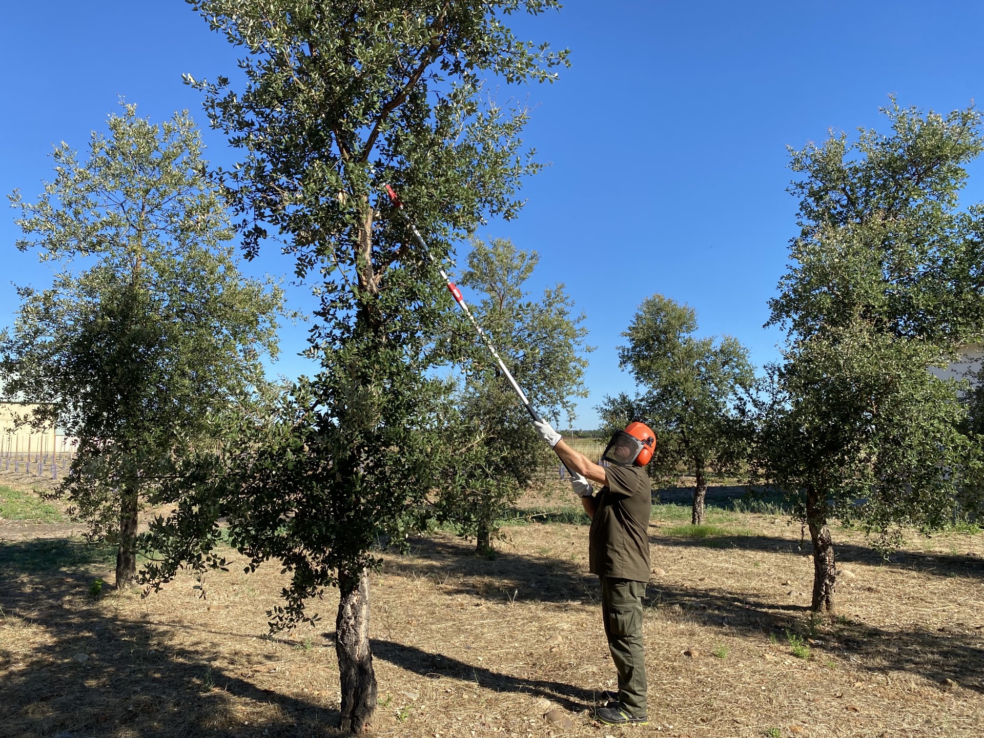 Forestry procedures (pruning for tree training) on an experimental cork oak plot