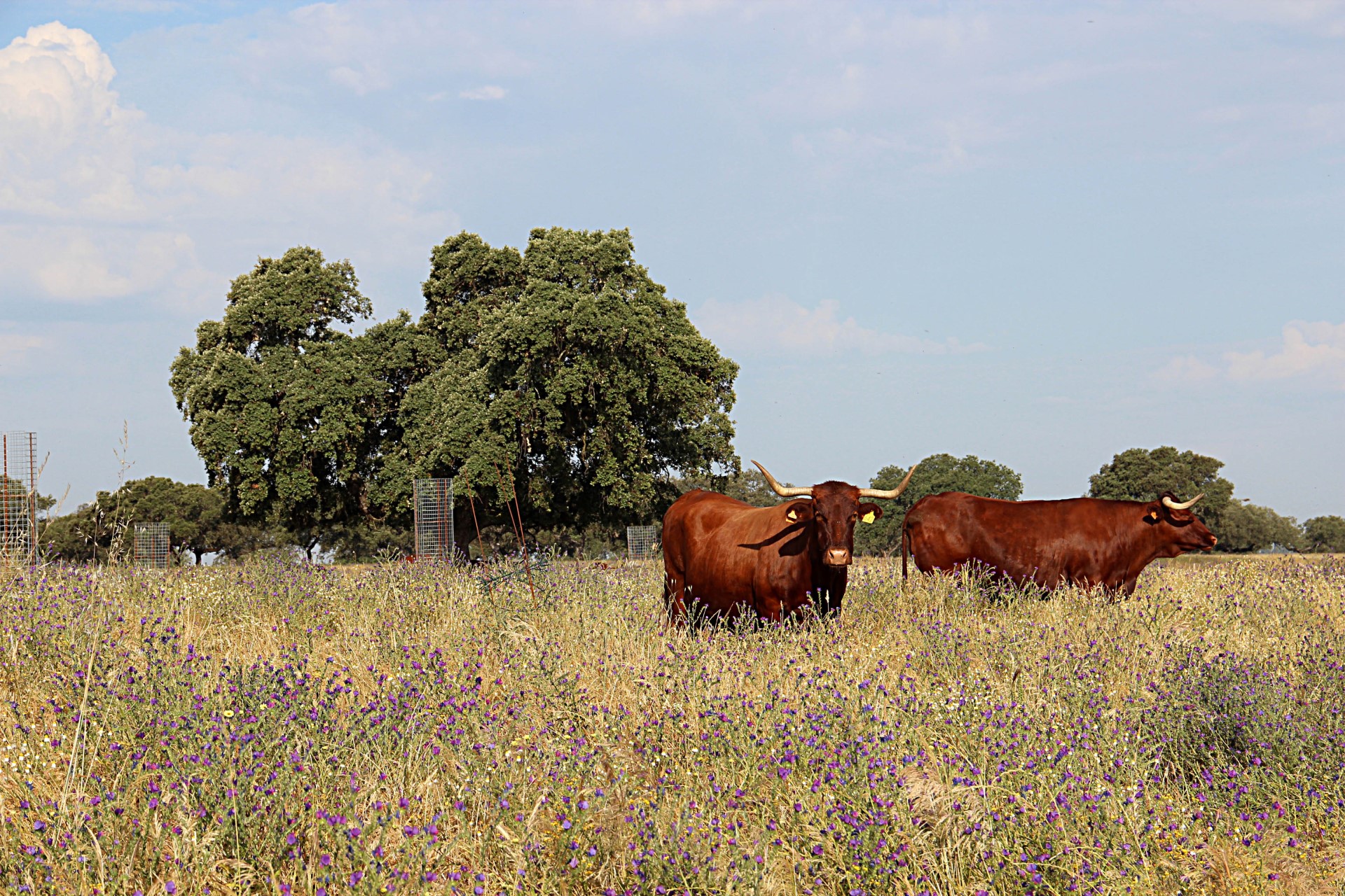 Retinto livestock on dehesa