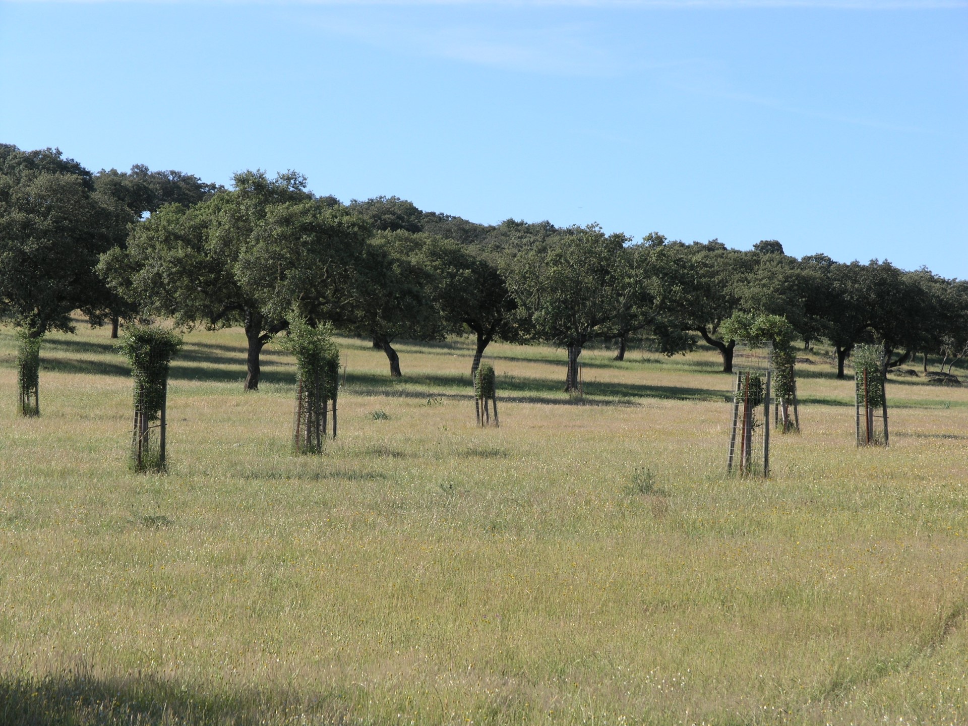 Artificial restoration-densification with the individual protection of a tree community