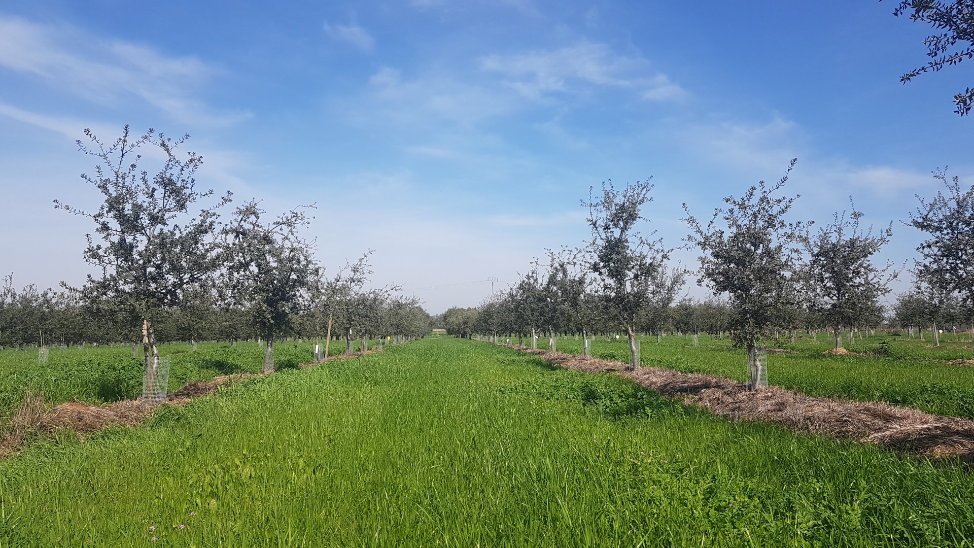 Intensive irrigation holm oaks