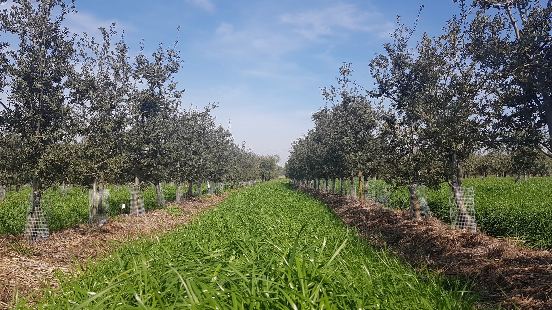 Holm oak in a hedgerow system