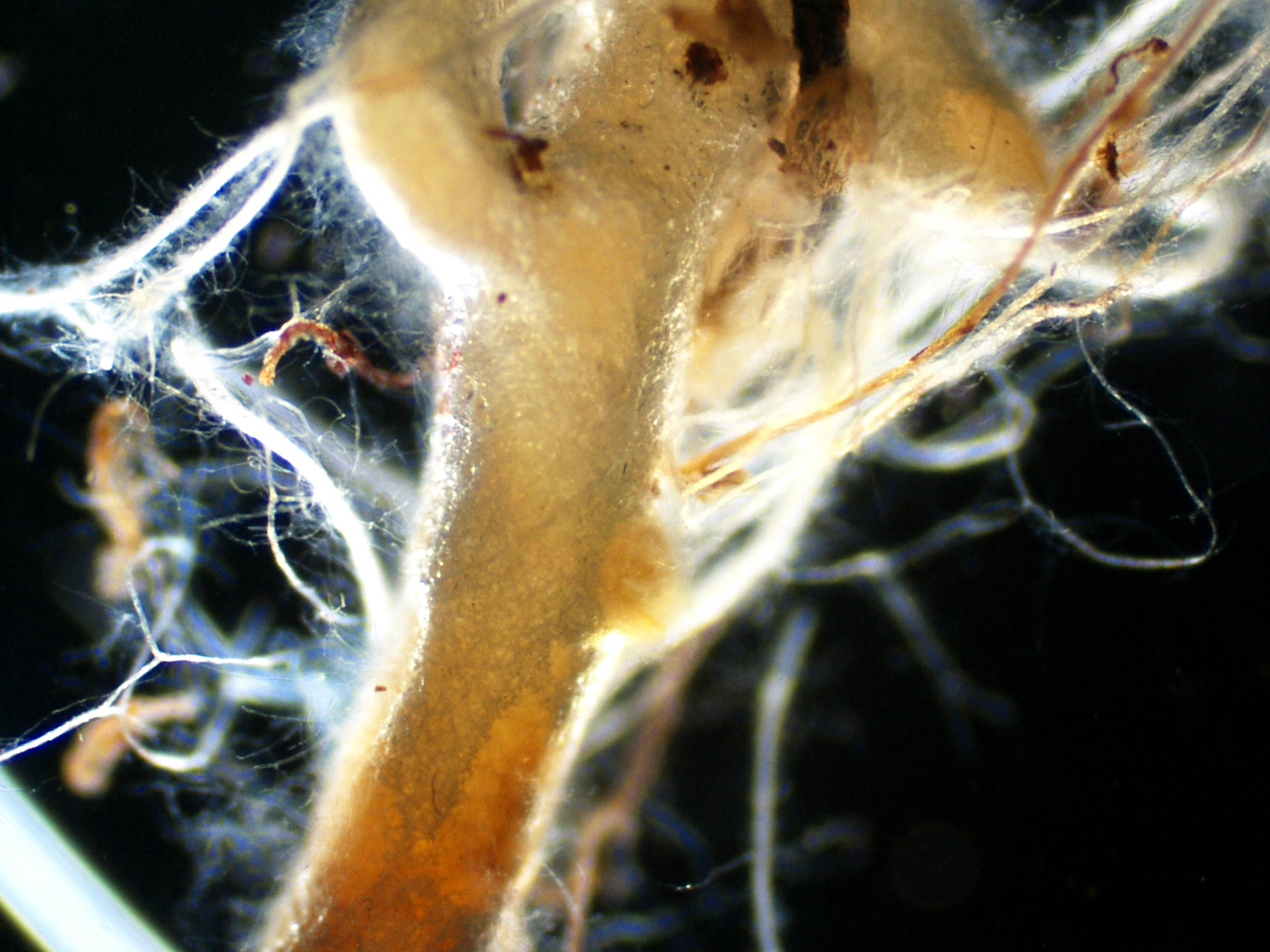 Scleroderma sp mycorrhiza with cork oak