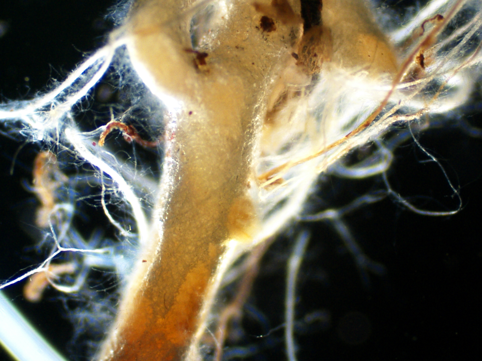 Micorriza de Scleroderma sp com sobreiro