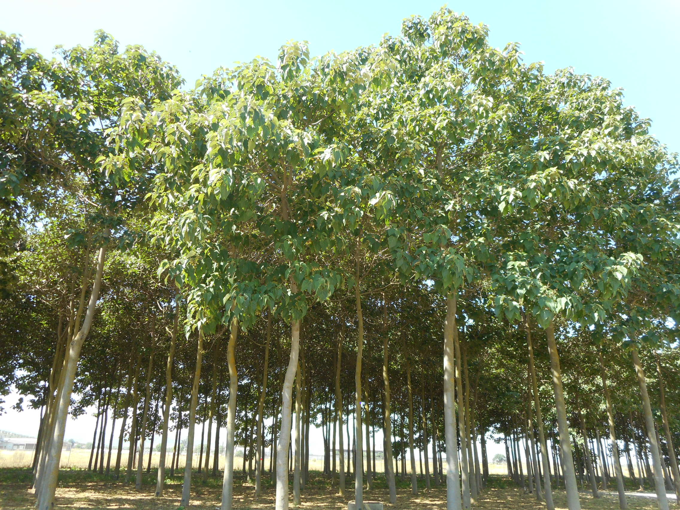 Plantación de paulownia para la producción de madera en su noveno año de producción. ICMC