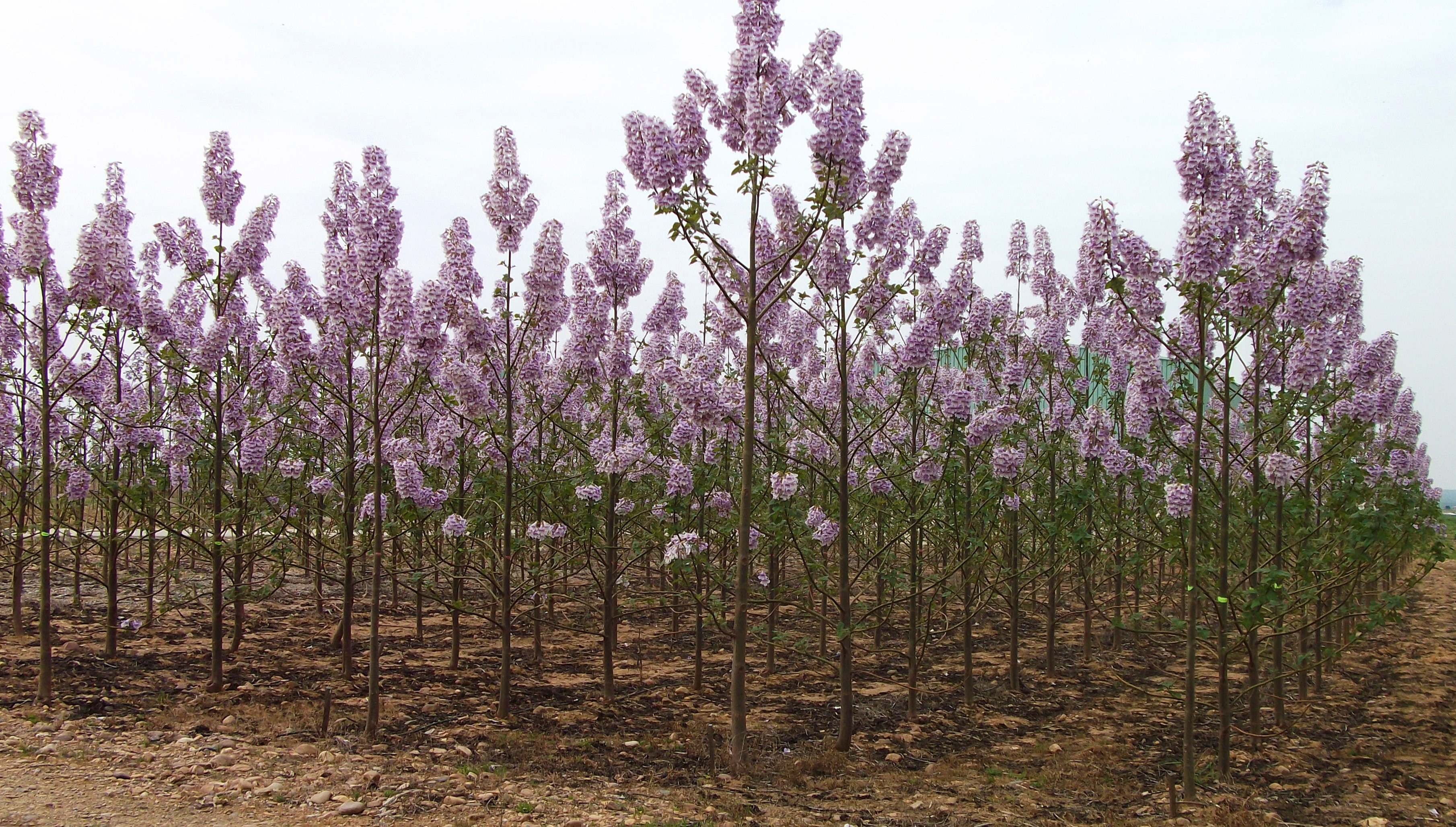 Plantación de paulownia. Instituto del Corcho, la Madera y el Carbón Vegetal. Mérida