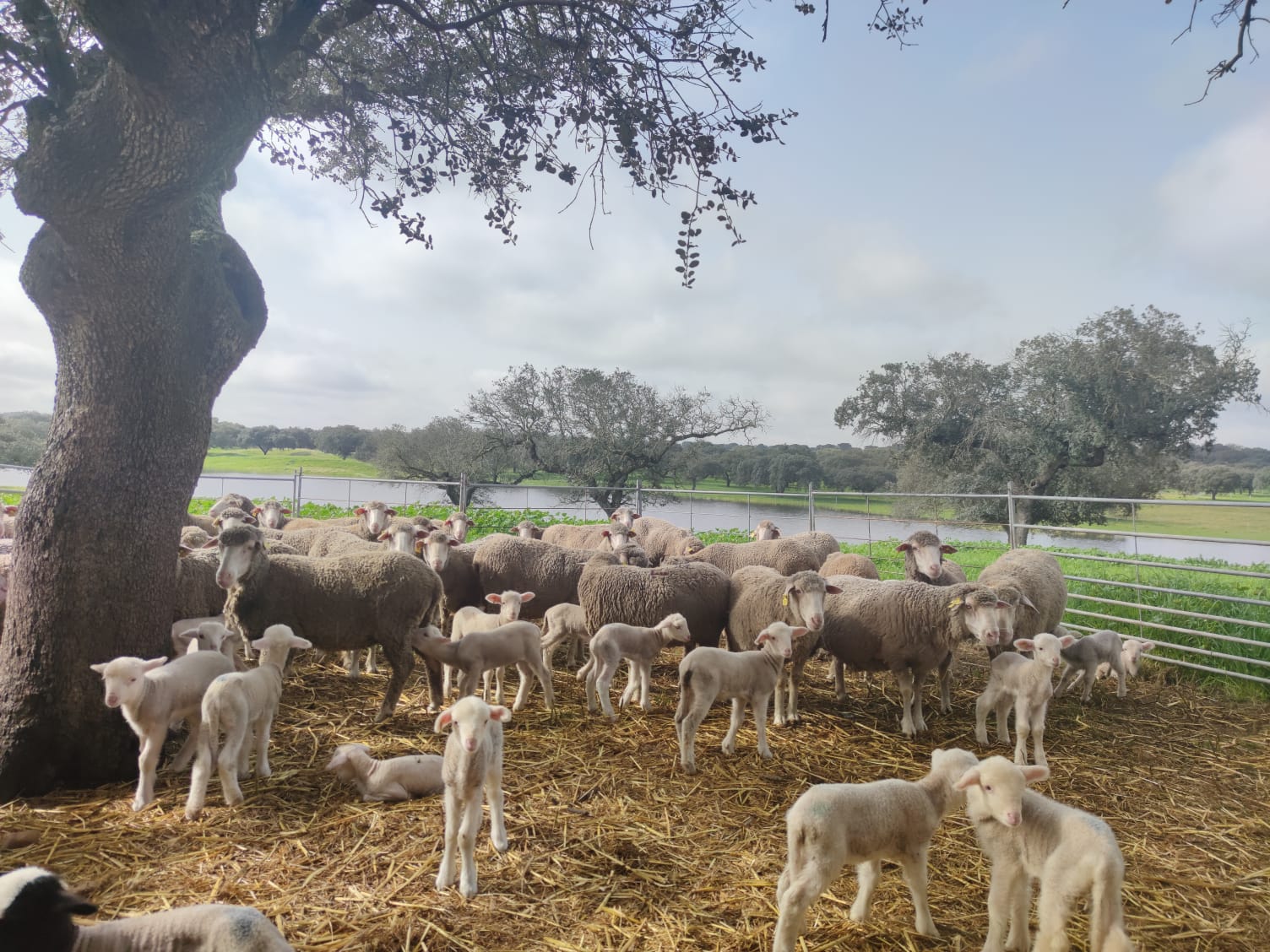 Área de producción animal