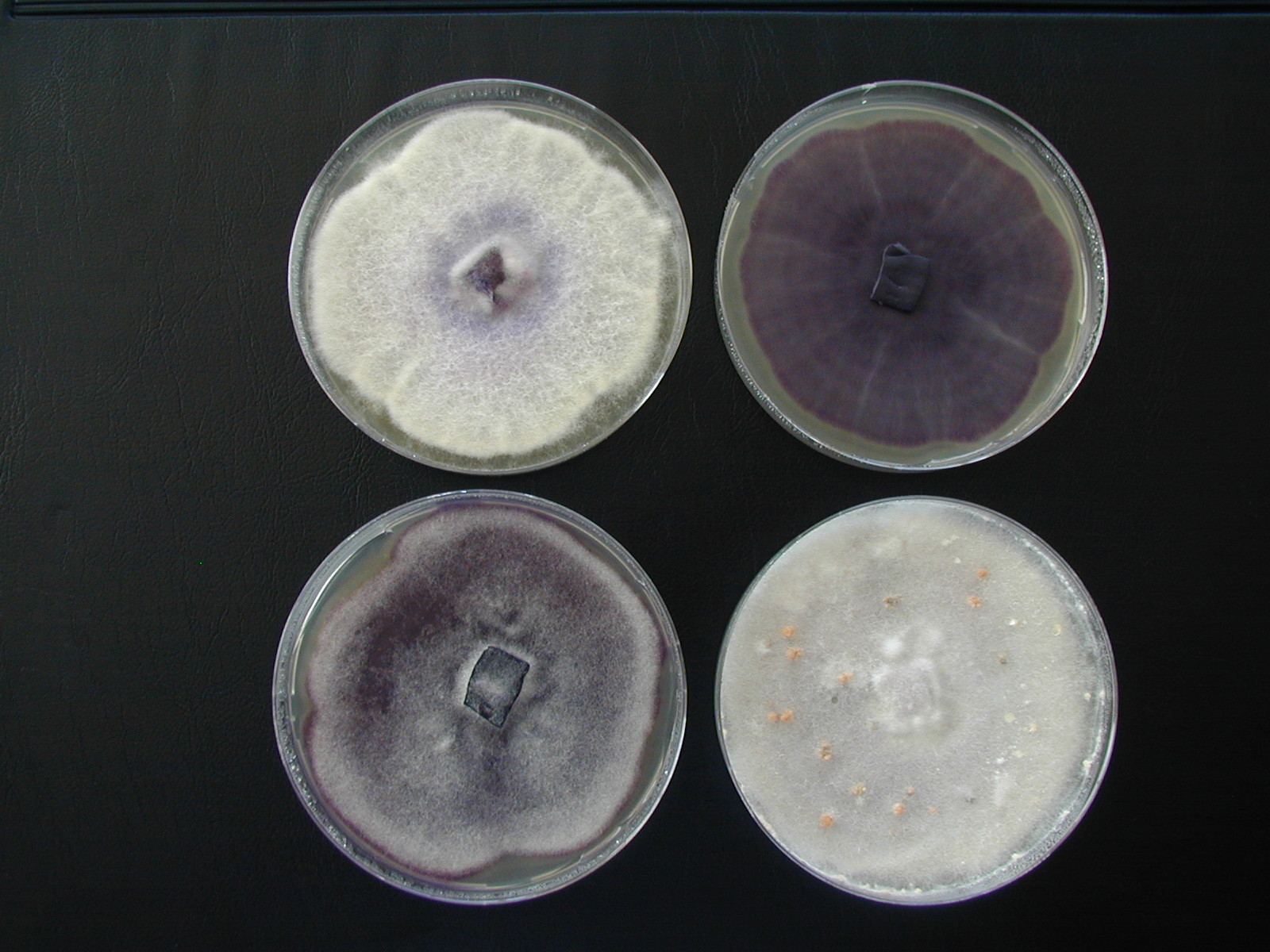 Aislados de Fusarium oxysporum