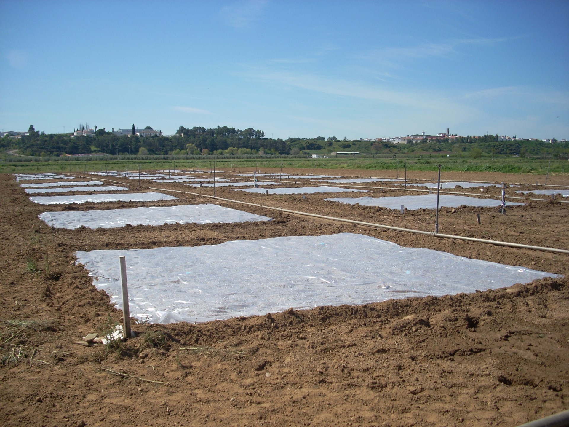 Ensayo de biodesinfección de suelo