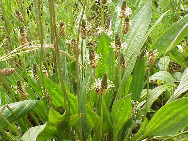 Plantago sp