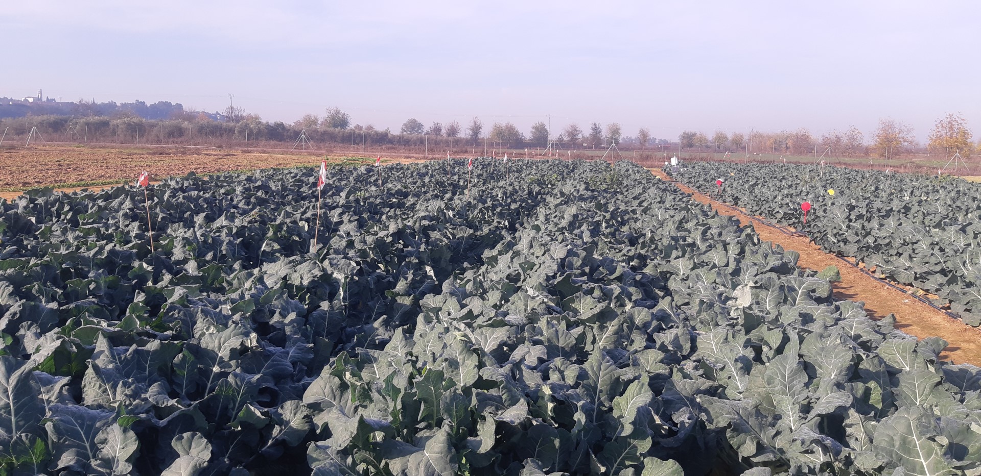 Área de agronomía de cultivos leñosos y hortícolas