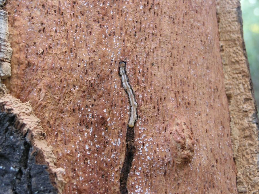 Culebrilla del corcho