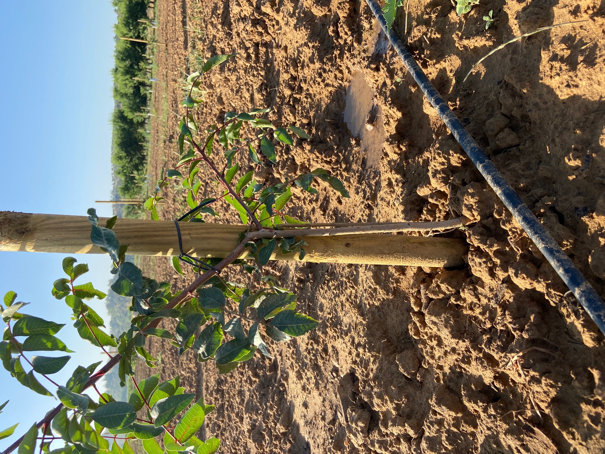 Planta de pistacho por injertar