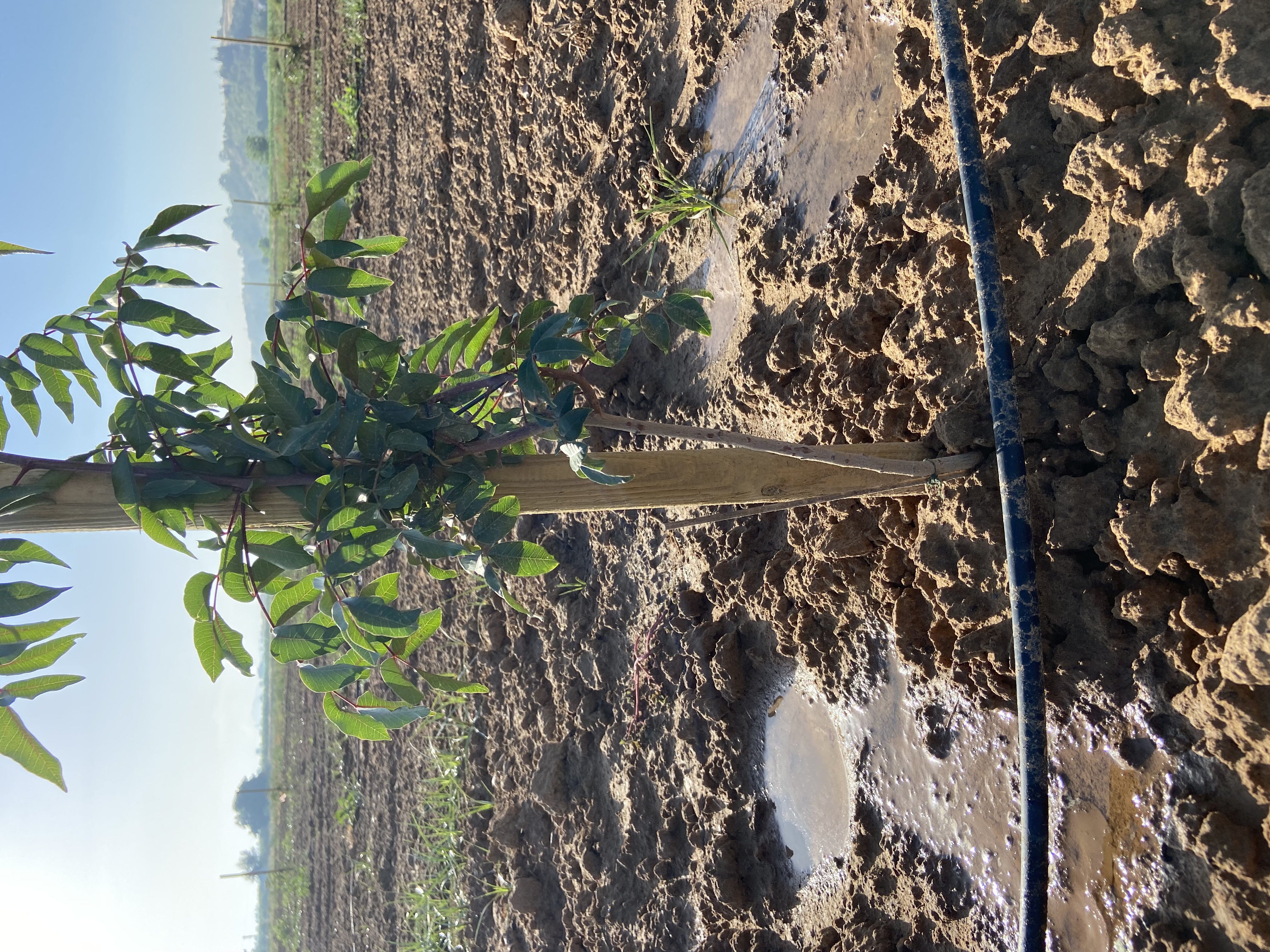 Pistachio rootstock UCB1