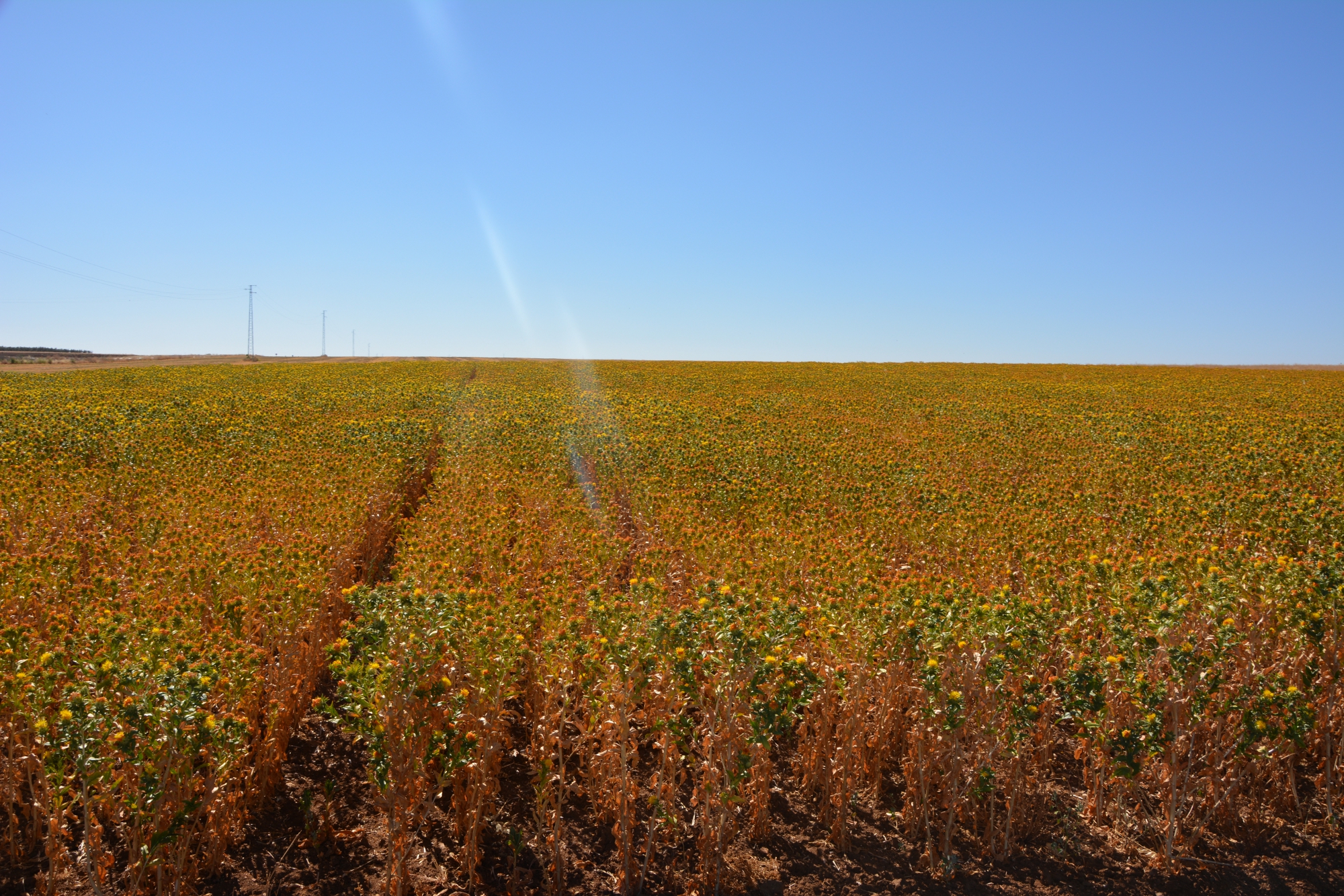 Campo de ensayo de cártamo