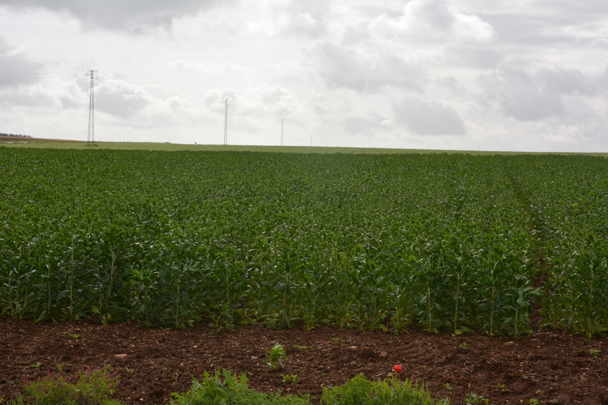 Campo de ensayo de cártamo