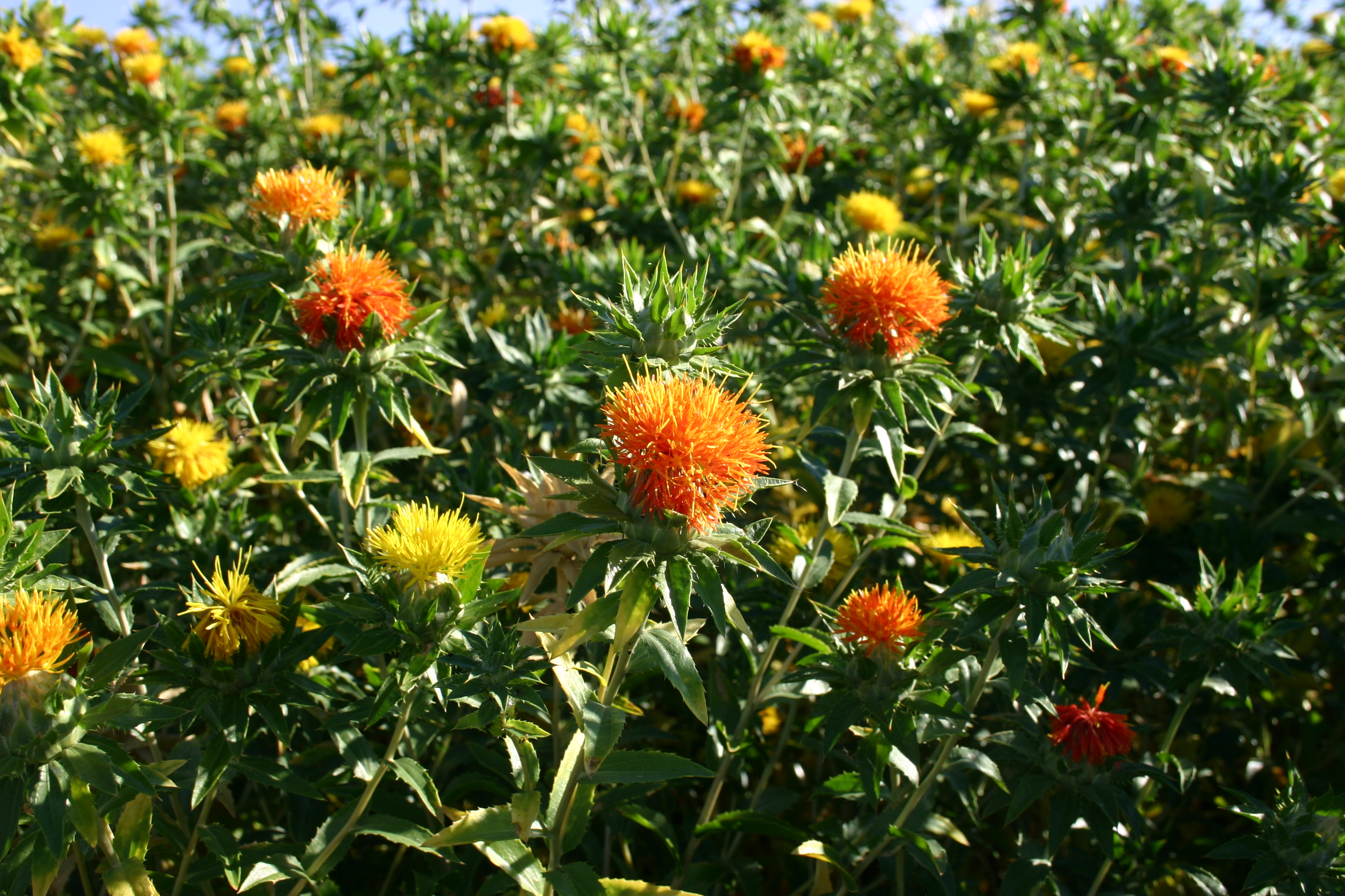 Safflower in bloom