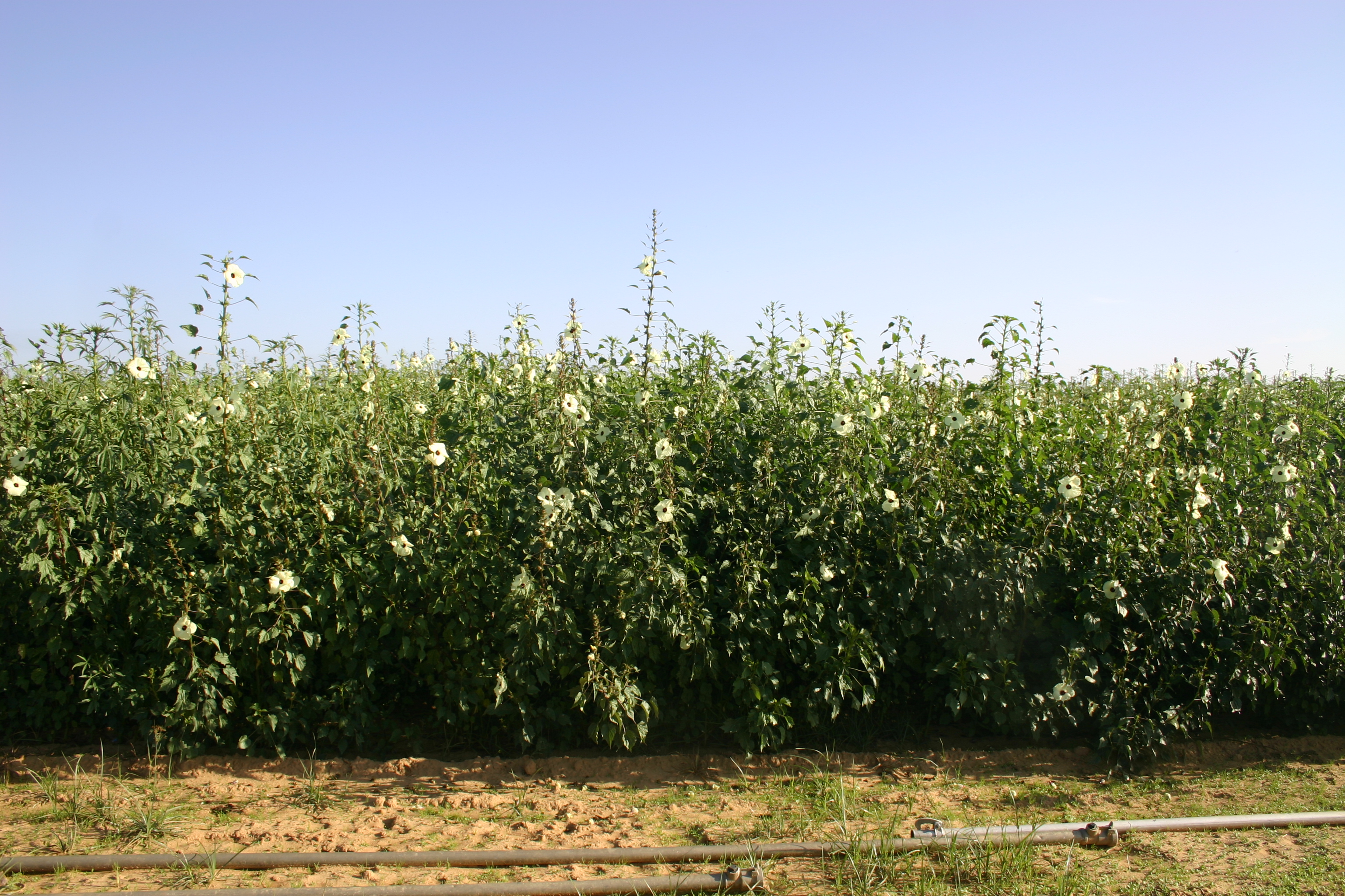 Kenaf trial in bloom