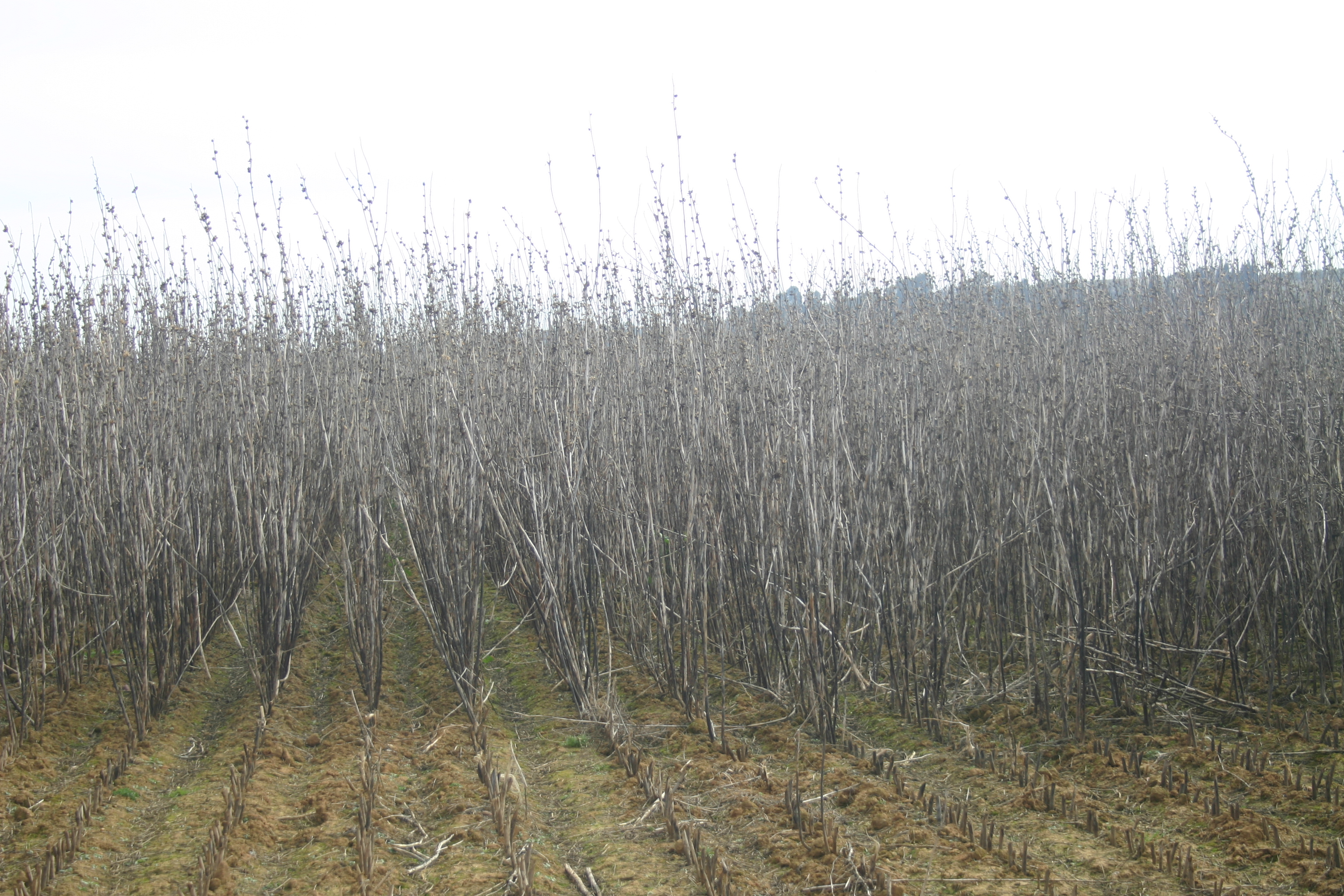 Kenaf trial to be harvested