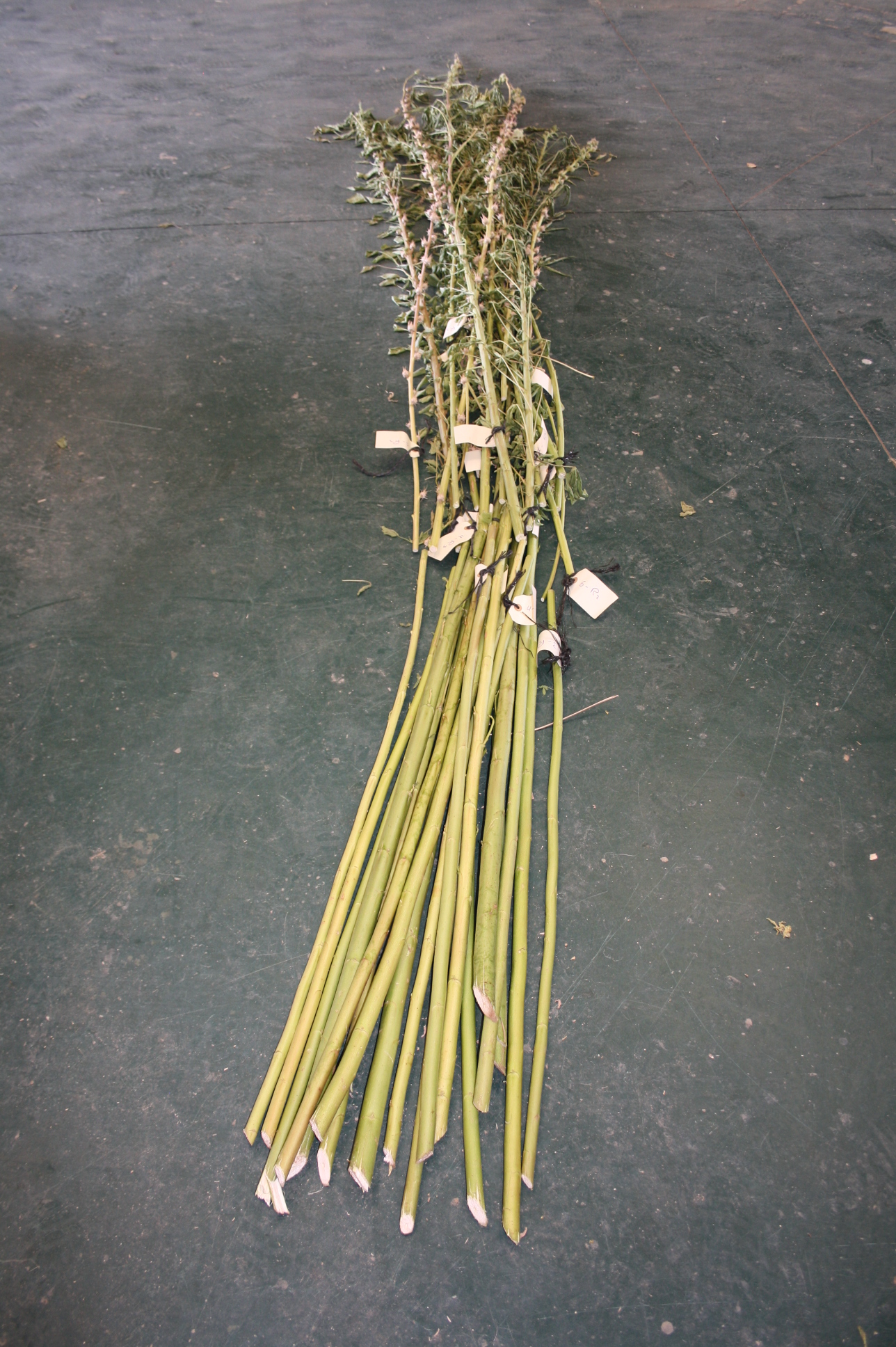 Fiber kenaf plants