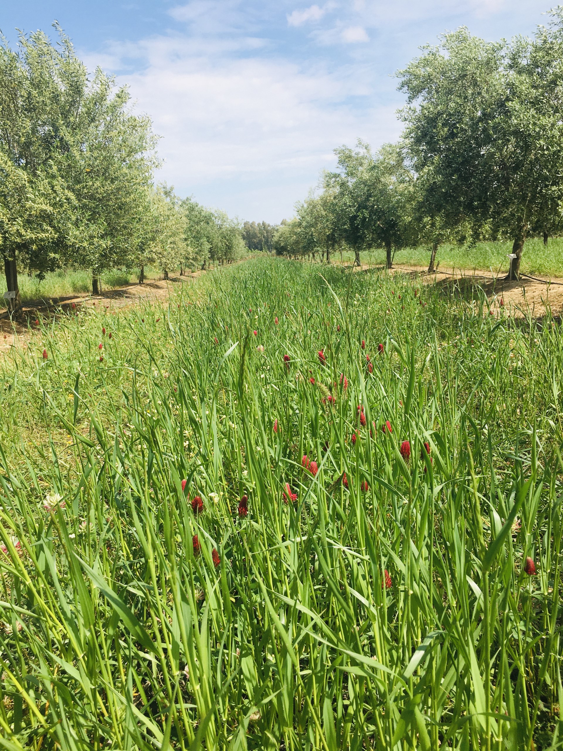 Cubierta vegetal en colección nuclear de olivo en la finca “La Orden”