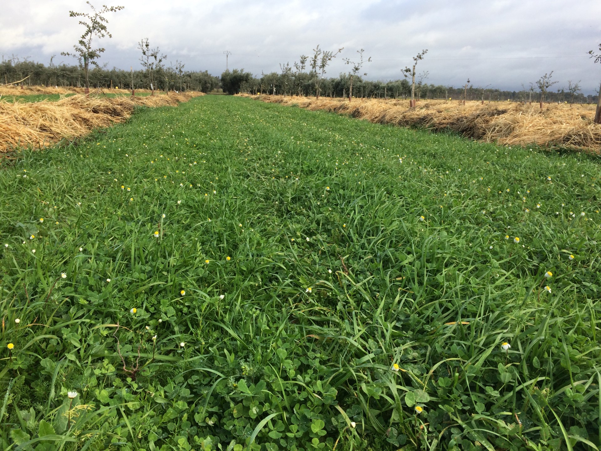 Cobertura vegetal em plantação de azinheiras de cultura irrigada na quinta La Orden