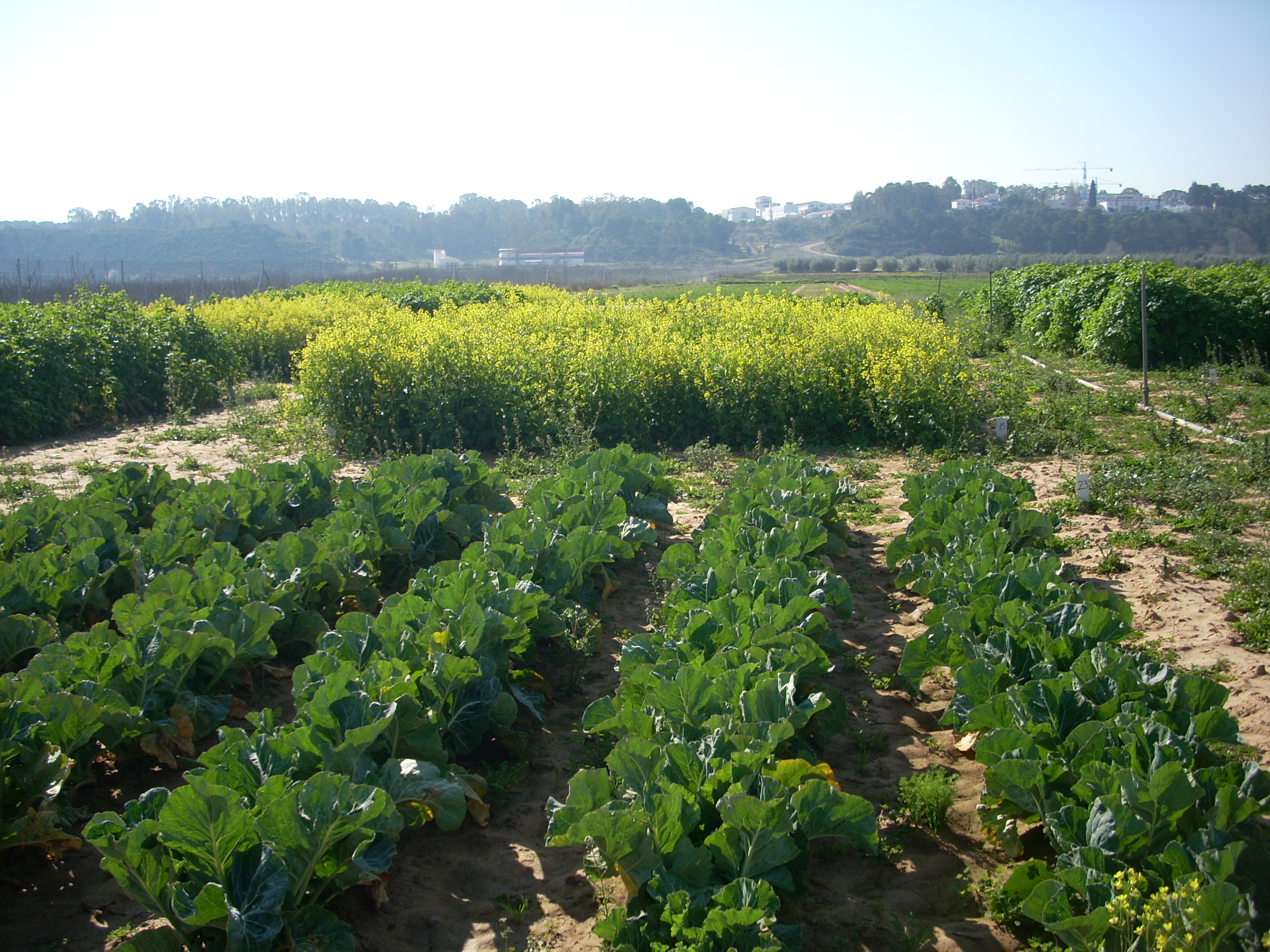 Cultivo de crucíferas para biofumigação