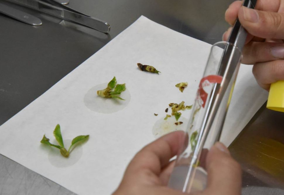 Laboratorio de micropropagación y cultivo in vitro