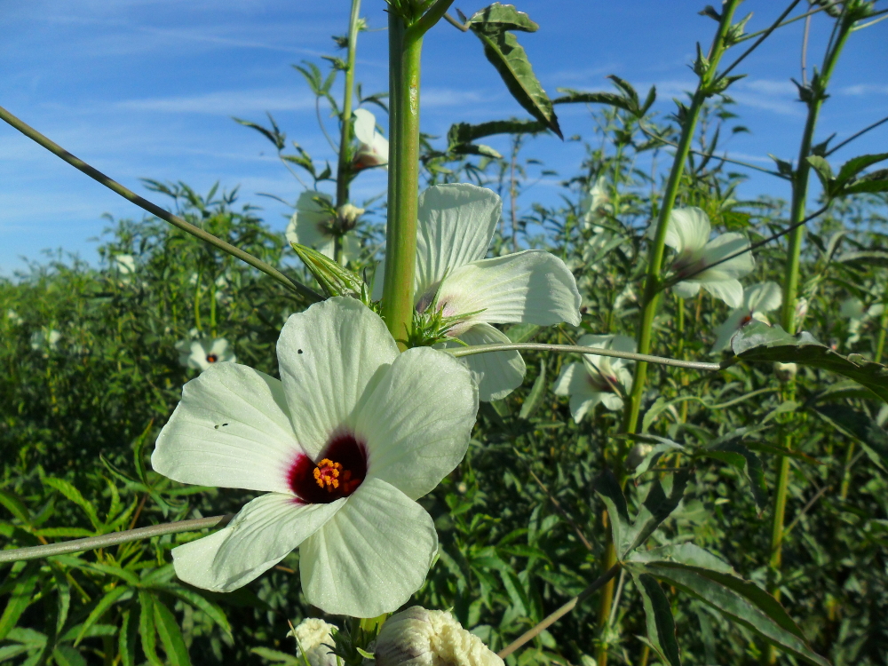 cultivo del Kenaf